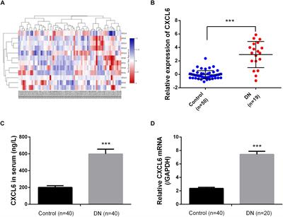 CXCL6 Promotes Renal Interstitial Fibrosis in Diabetic Nephropathy by Activating JAK/STAT3 Signaling Pathway